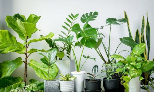 A Comprehensive Guide to Sourcing the Best Wholesale Nursery Pots