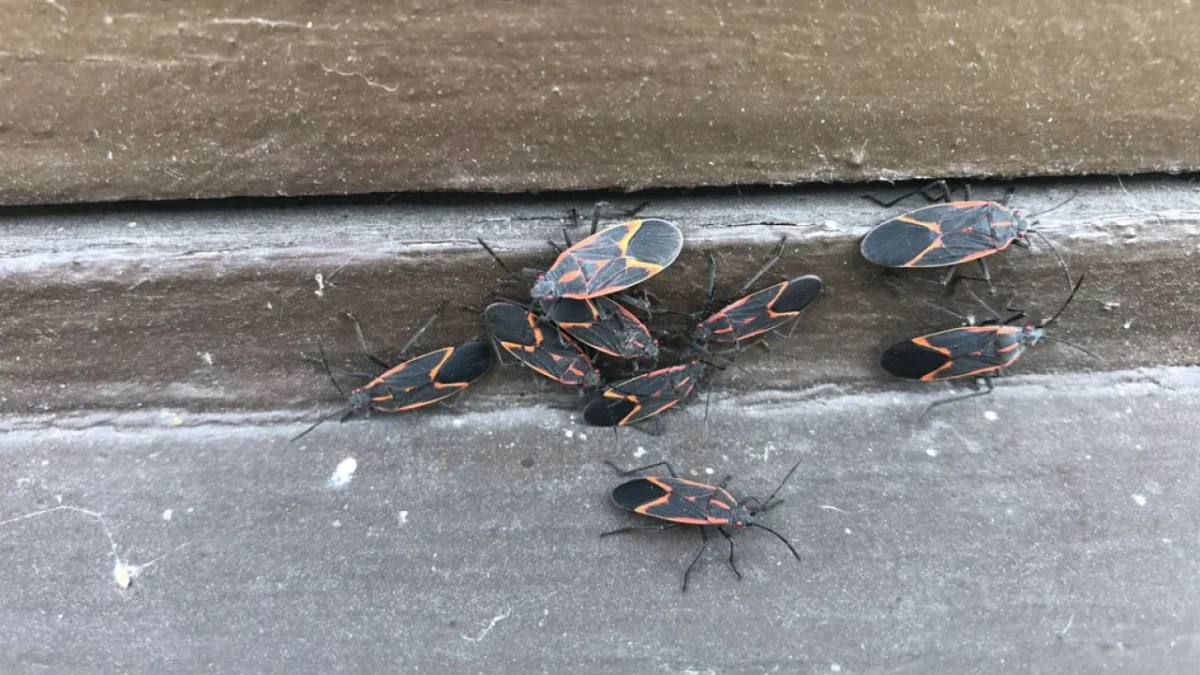 How to Get Rid of Boxelder Bugs from Your Home in Kent, WA?