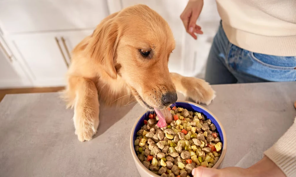 The Growing Demand for Natural and Grain-Free Options: Trends Shaping the Dog Treat Industry