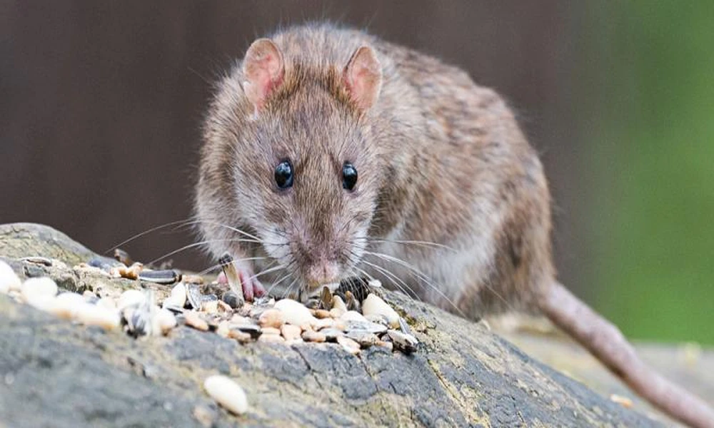 How to Handle Rodent Infestations in Central Texas Homes